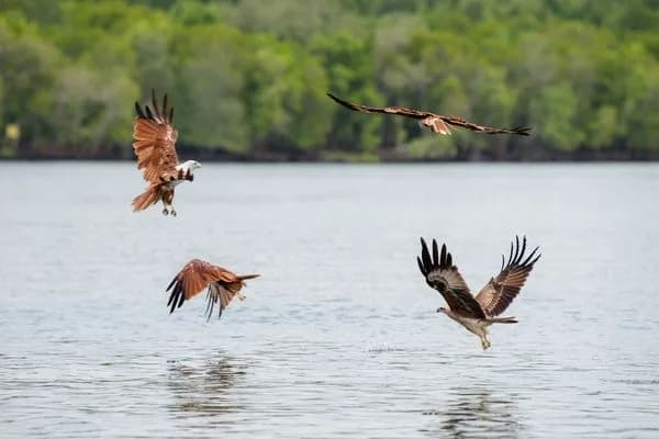 Tanjung Rhu Mangrove Sharing Premium photo 3