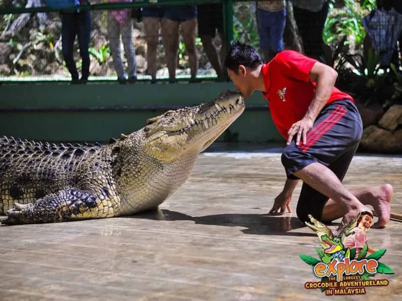 Crocodile Adventure Combo photo 2