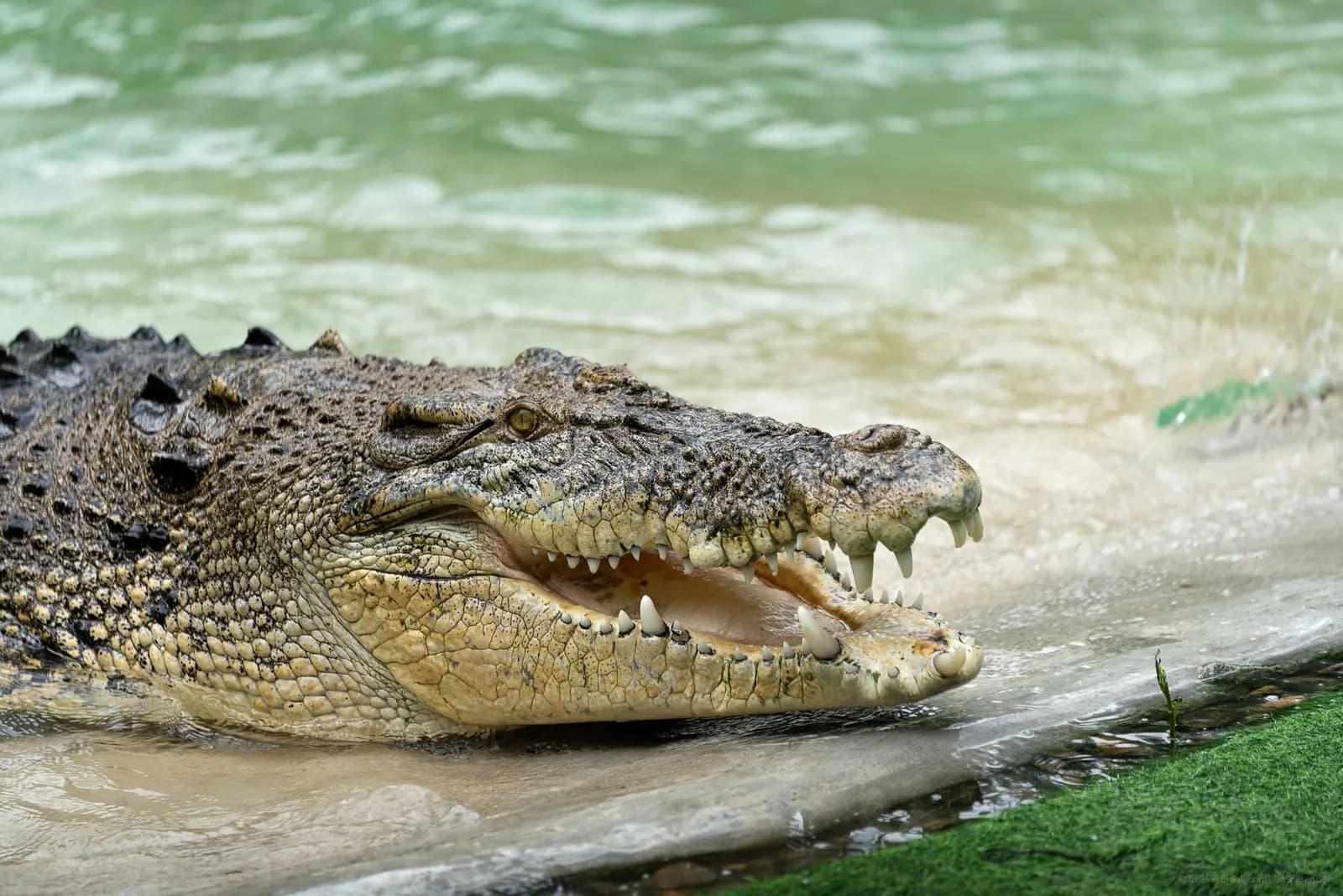 Crocodile Adventure Combo photo 3
