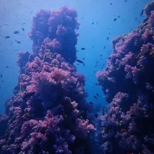 Intro Dive (1 dive) photo 3