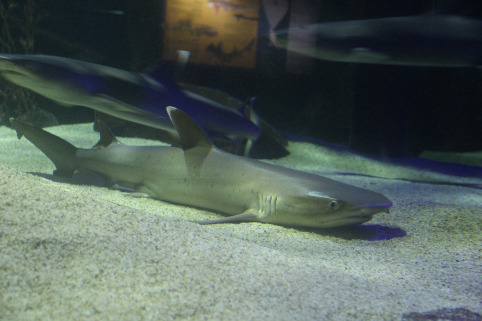 Underwater World Langkawi photo 2
