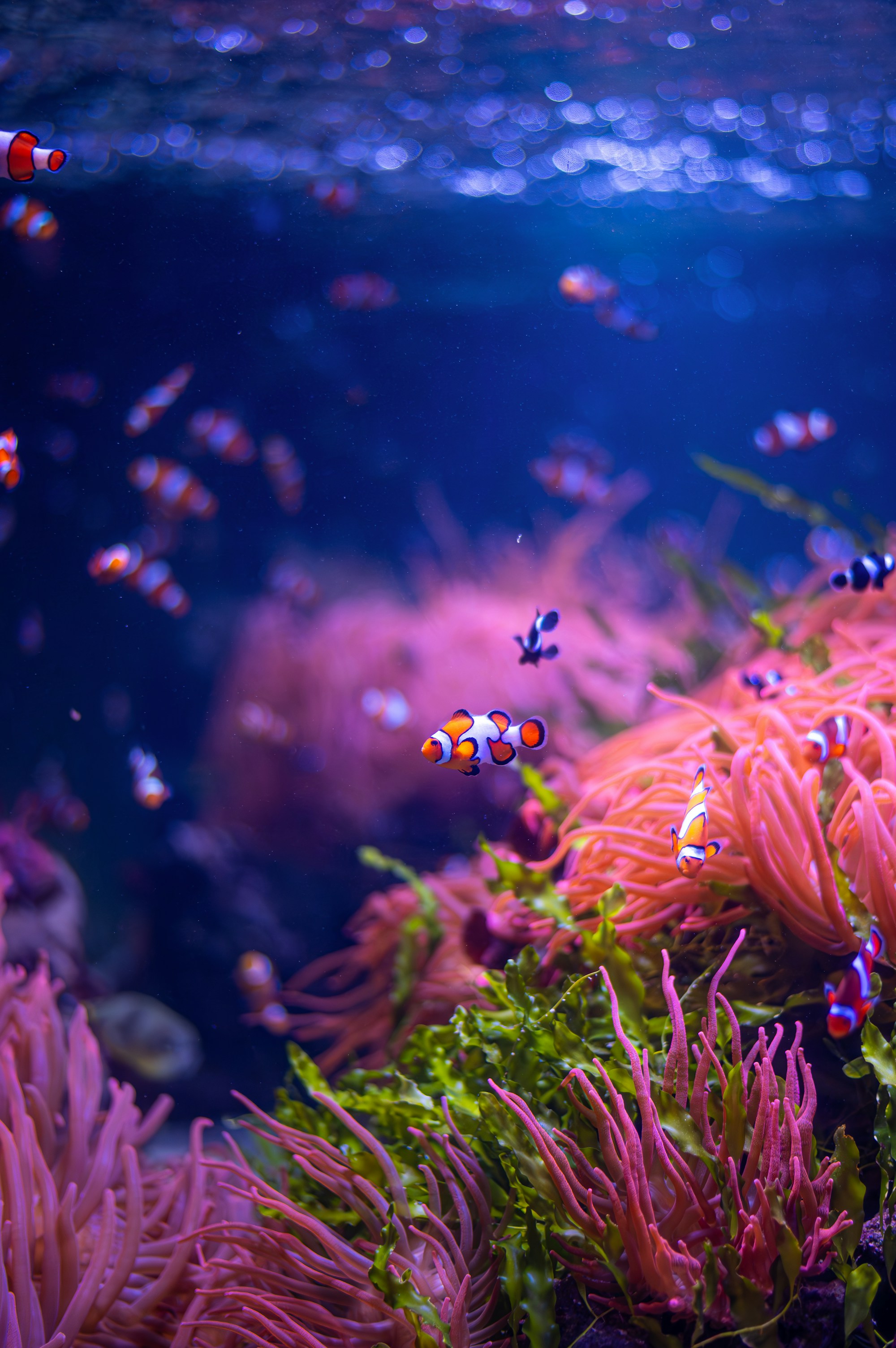 Underwater World Langkawi photo 3
