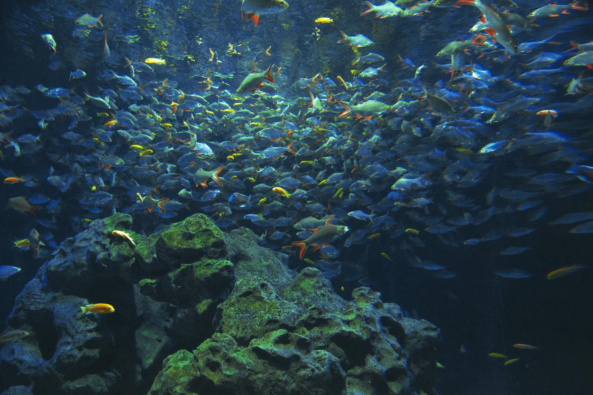 Underwater World Langkawi photo 5