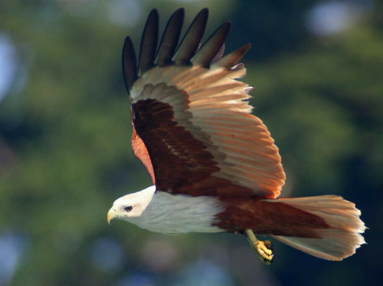 Langkawi Wildlife Park photo 4
