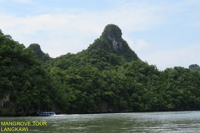 Mangrove Private Standard Boat (1-18) — photo from the tour