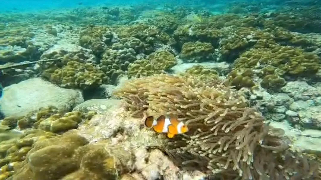 Pulau Payar Snorkel Day Trip photo 5
