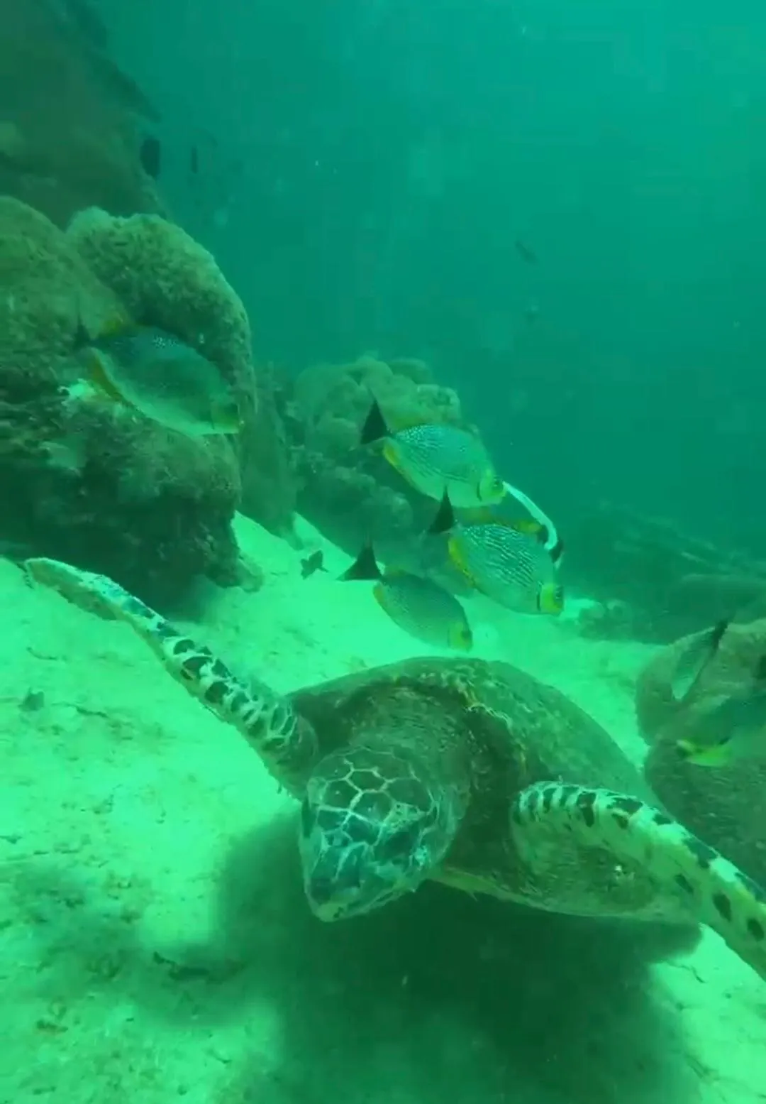 Pulau Payar Snorkel Day Trip — photo from the tour