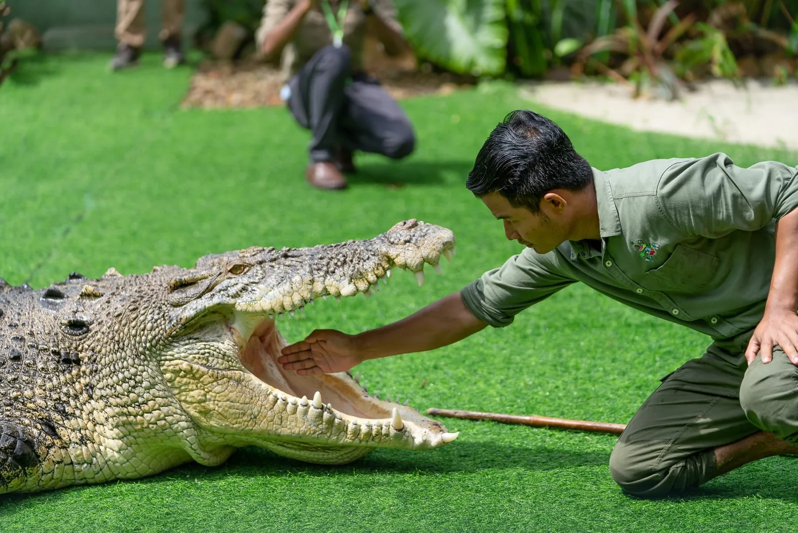 Crocodile Adventure
