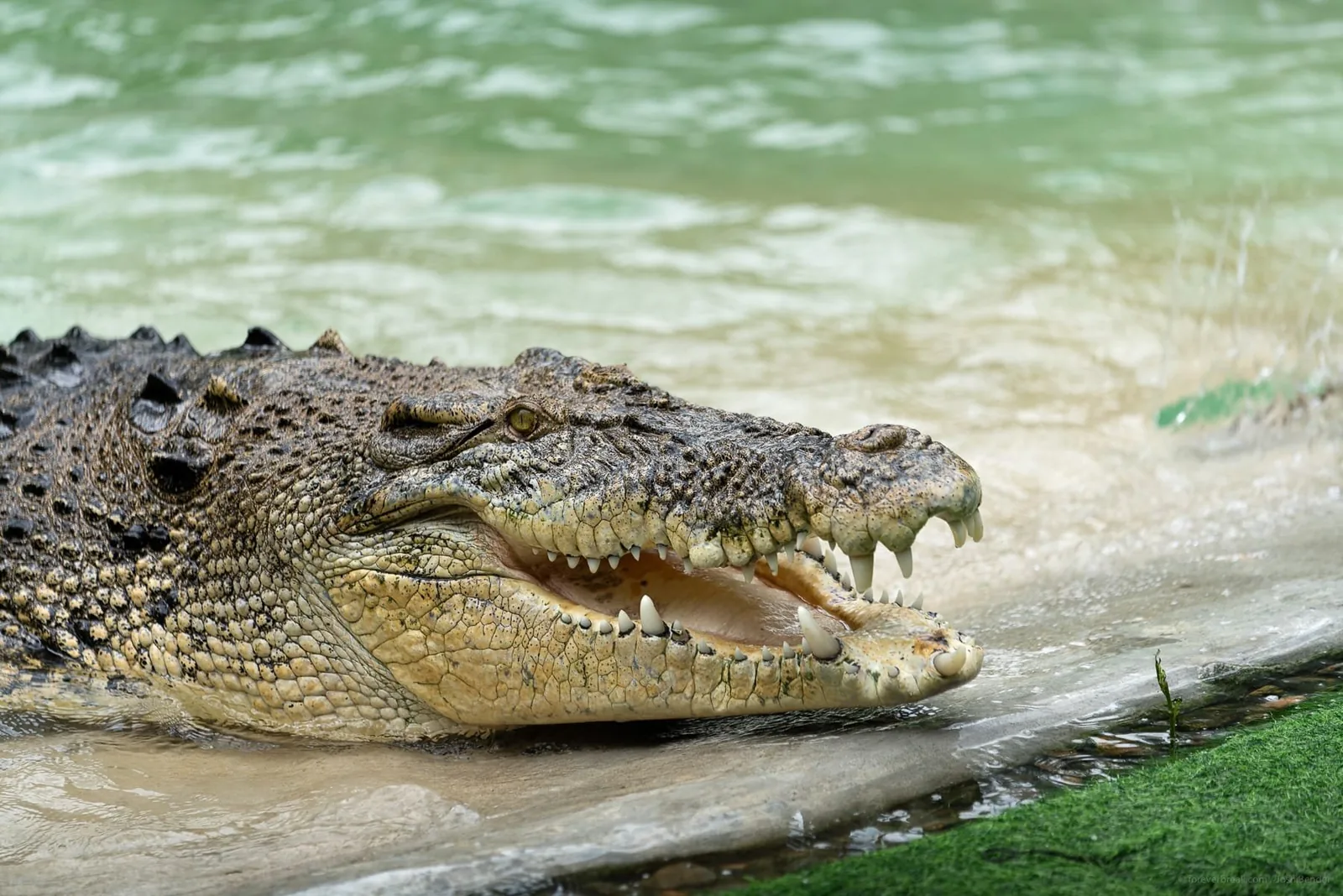 Crocodile Adventure Combo photo 3