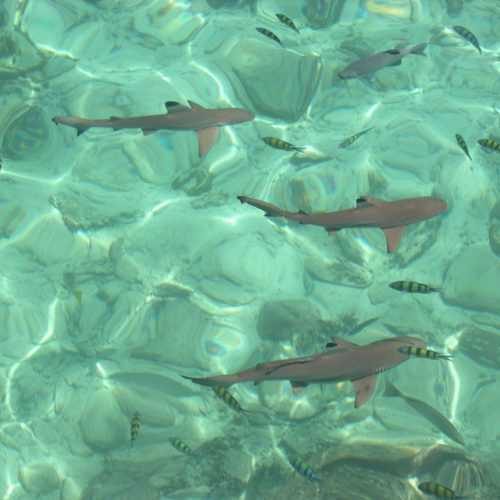 Pulau Payar Snorkel Day Trip photo 4